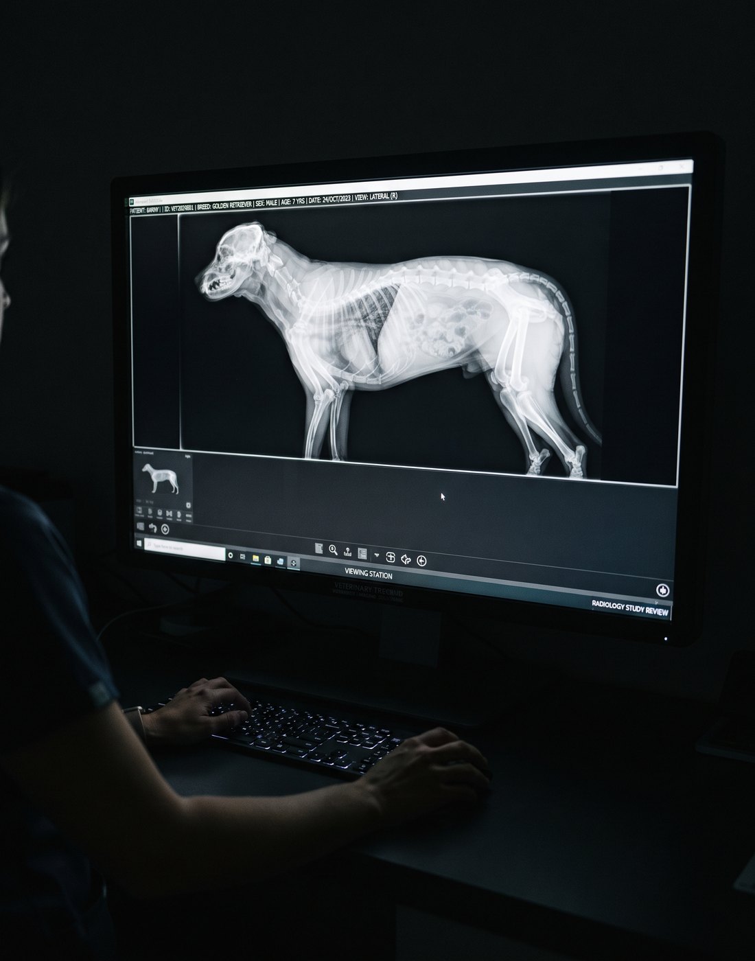 Röntgenaufnahme eines Hundes auf einem Monitor